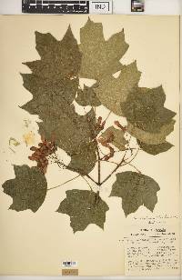 Acer saccharum var. schneckii image