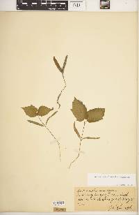 Acer saccharum var. saccharum image