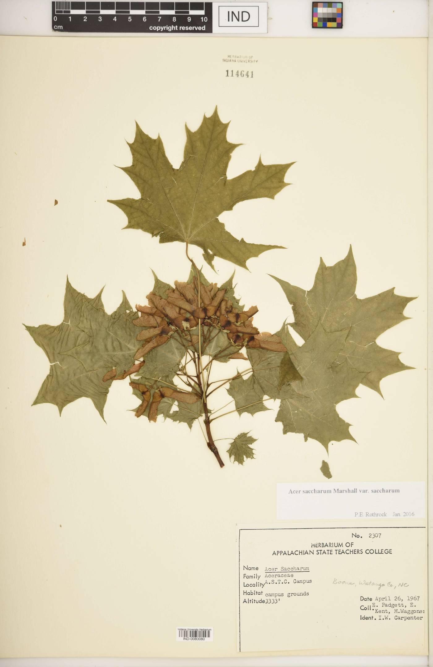 Acer saccharum var. saccharum image