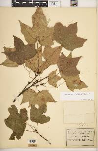 Acer saccharum var. saccharum image