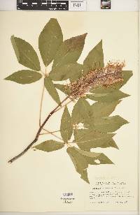 Aesculus californica image