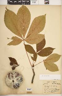 Aesculus flava image