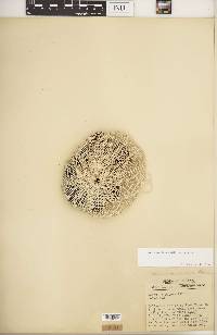 Aesculus glabra var. glabra image
