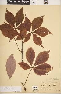 Aesculus glabra var. glabra image