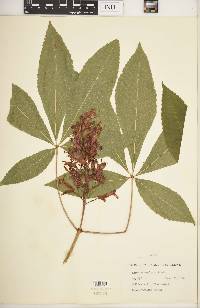 Image of Aesculus × neglecta