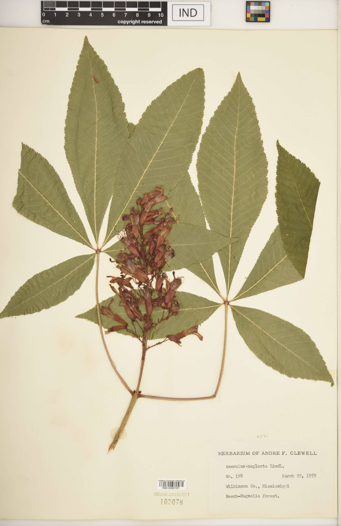 Aesculus × neglecta image