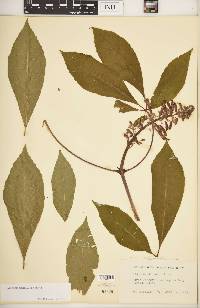 Aesculus pavia var. pavia image