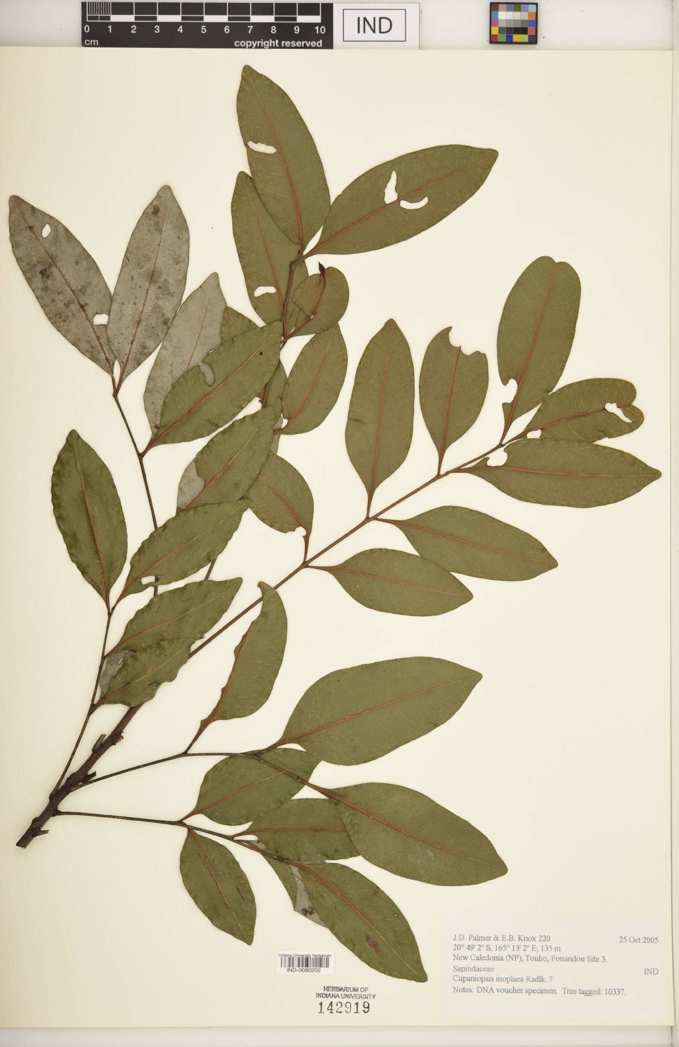 Cupaniopsis inoplaea image