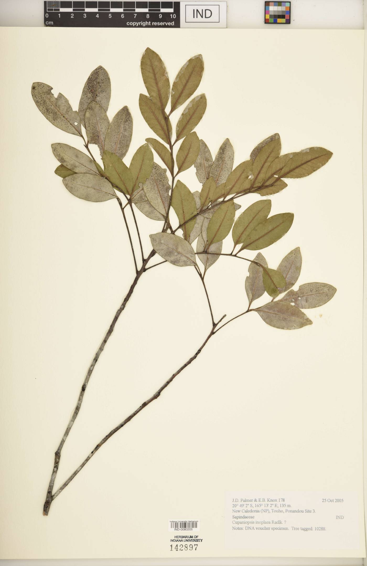 Cupaniopsis inoplaea image
