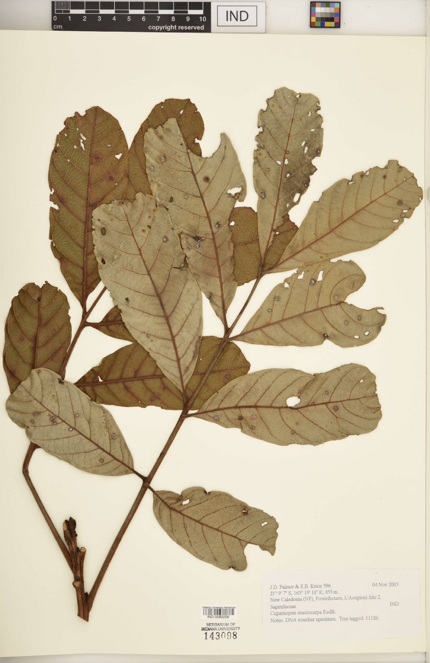 Cupaniopsis macrocarpa image