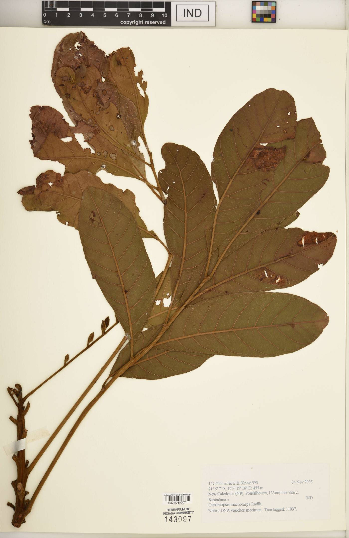 Cupaniopsis macrocarpa image