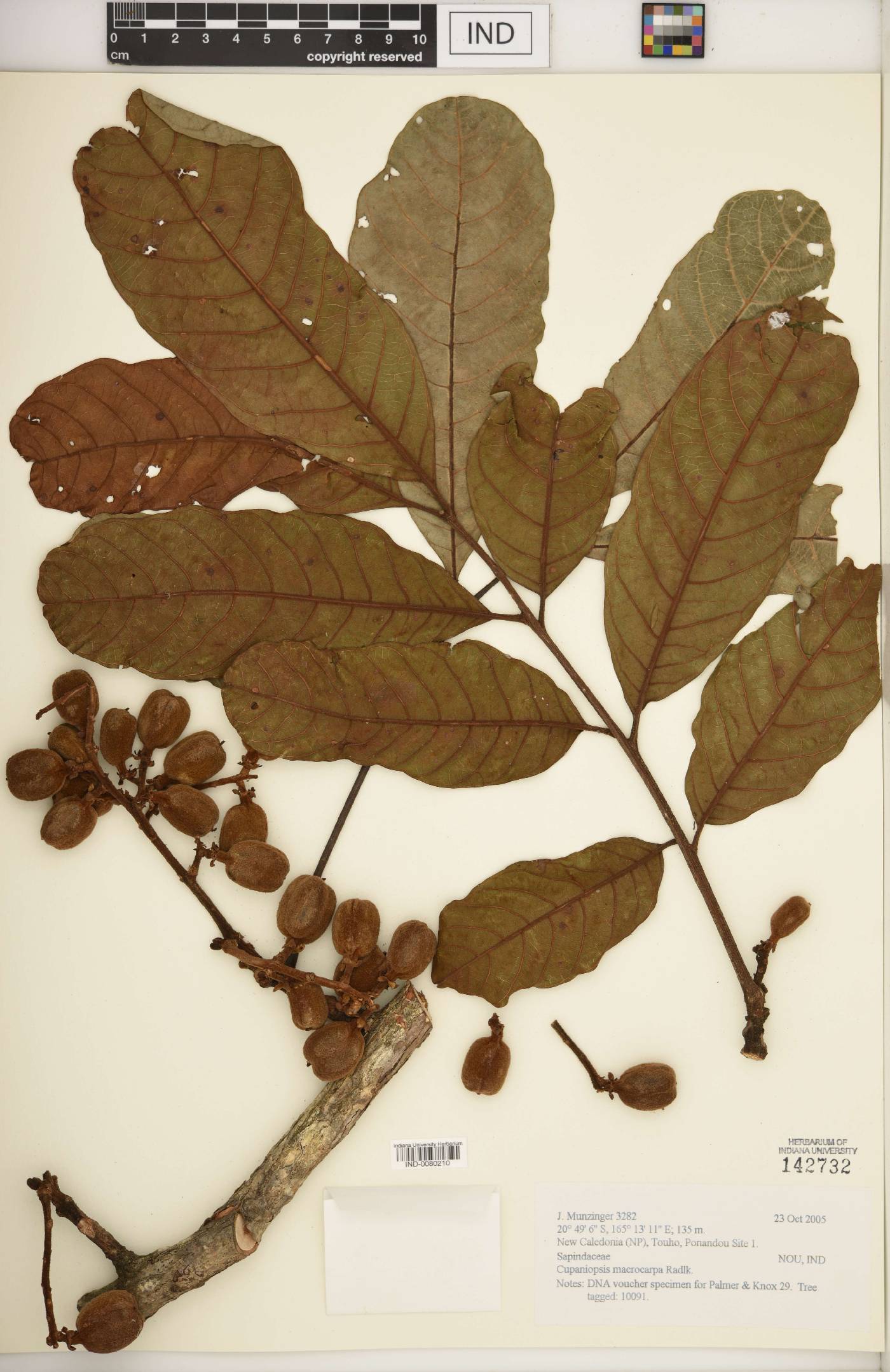 Cupaniopsis macrocarpa image