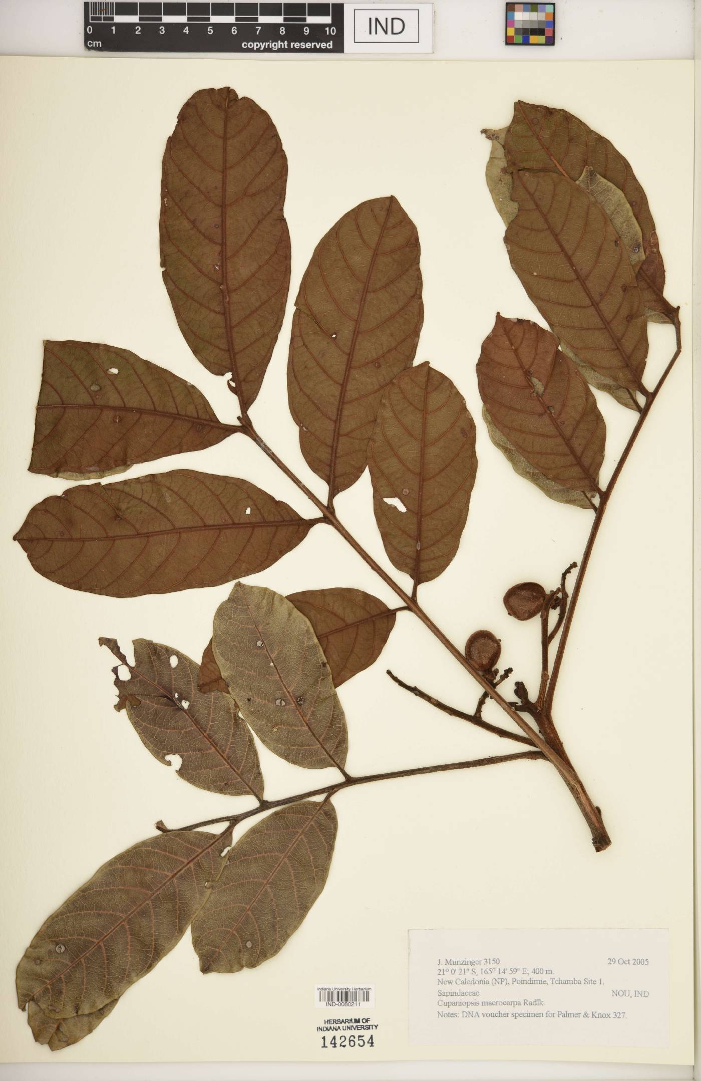 Cupaniopsis macrocarpa image