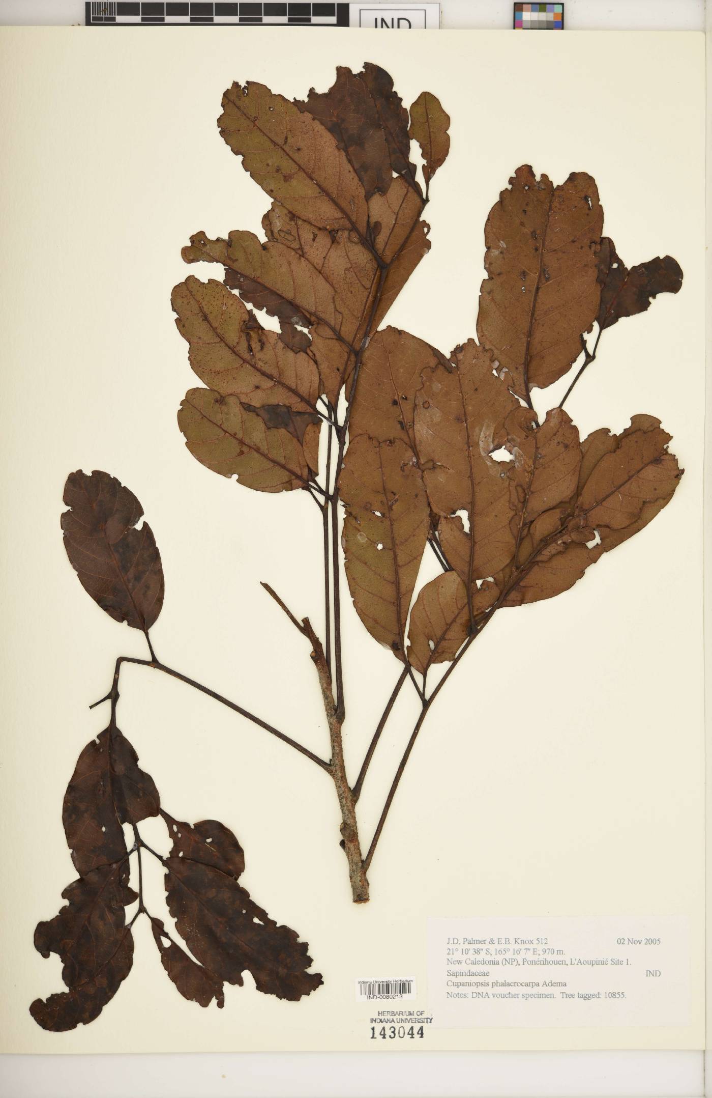 Cupaniopsis phalacrocarpa image