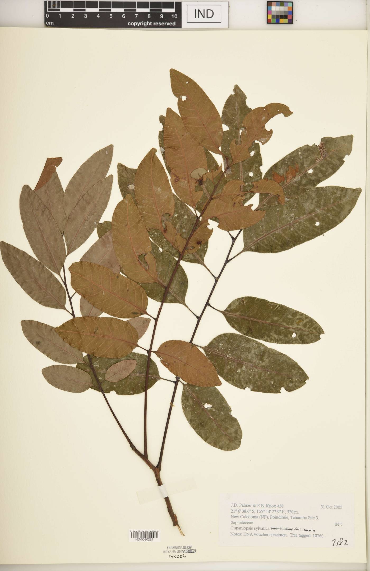 Cupaniopsis sylvatica image