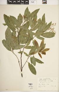 Exothea paniculata image