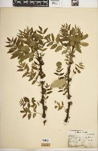 Zanthoxylum americanum image