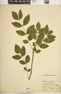 Zanthoxylum americanum image