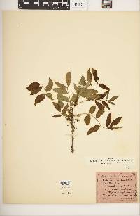 Zanthoxylum americanum image