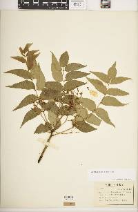 Zanthoxylum flavum image