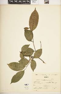 Zanthoxylum procerum image