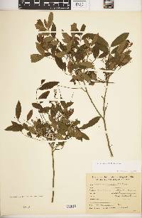 Zanthoxylum rhoifolium image