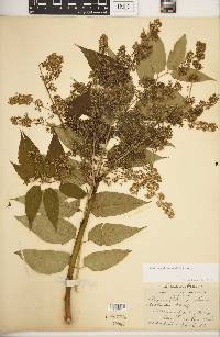 Ailanthus altissima image