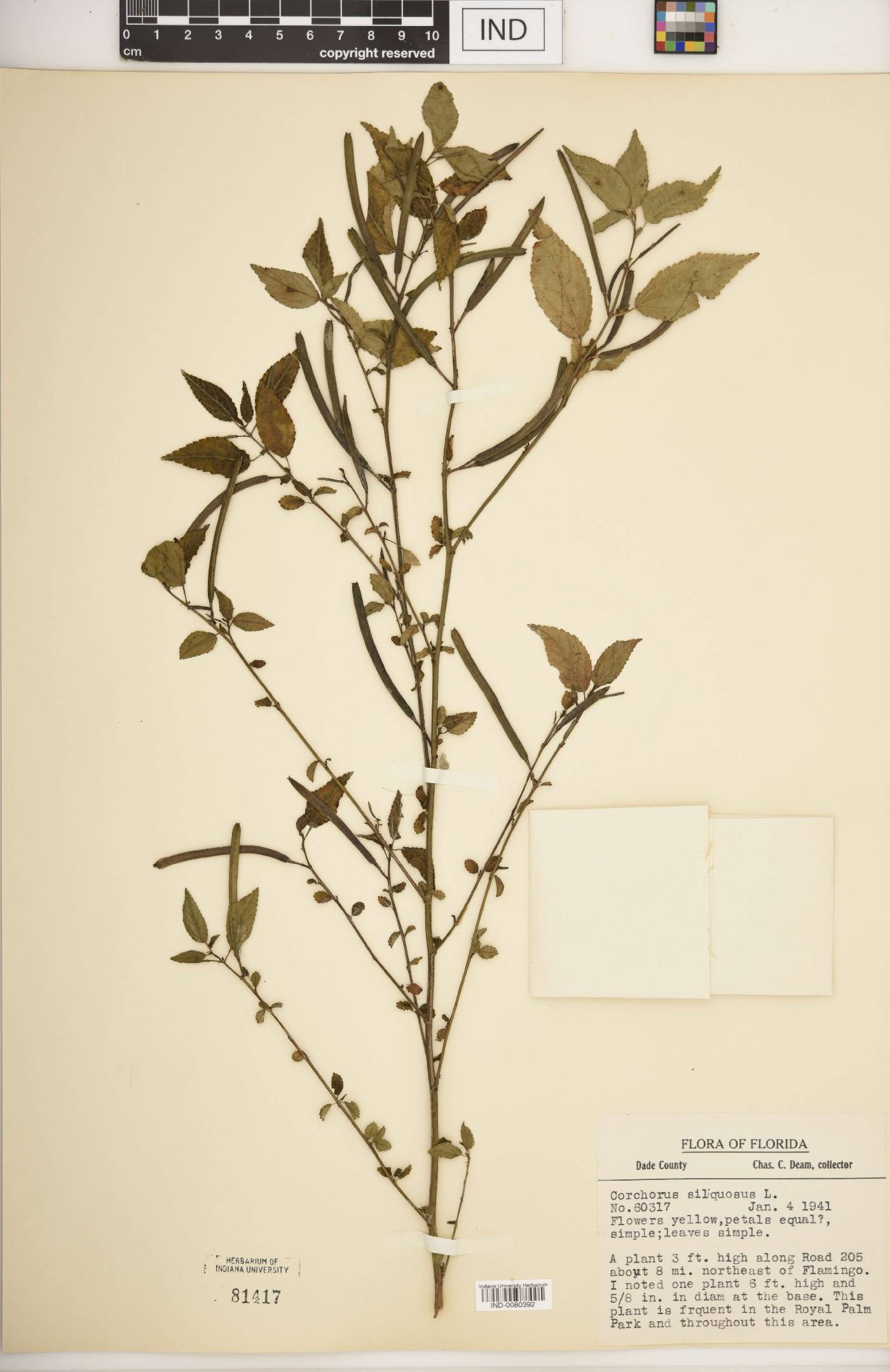 Corchorus siliquosus image