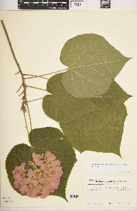 Dombeya wallichii image