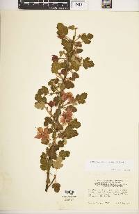 Fremontodendron decumbens image