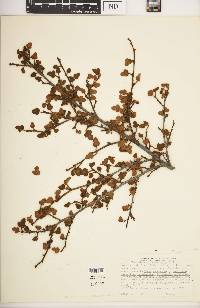 Fremontodendron decumbens image