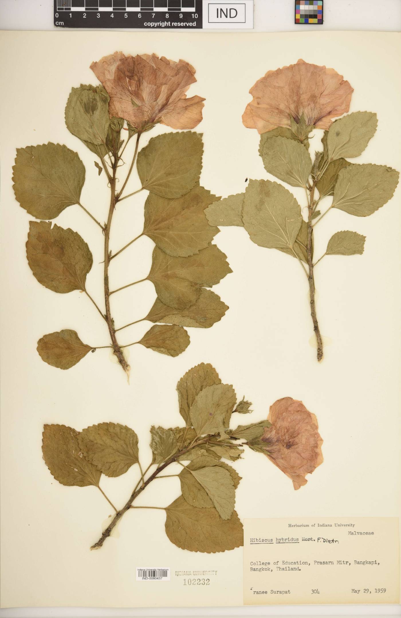 Hibiscus hybridus image