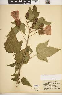 Hibiscus laevis image