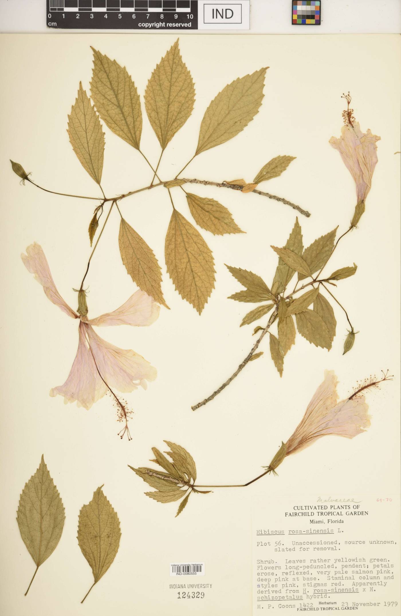 Hibiscus schizopetalus image