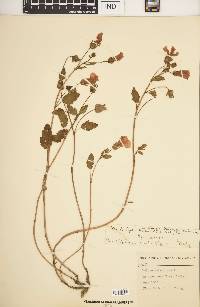 Malope malacoides image