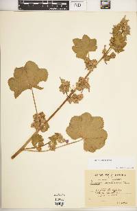 Malva durieui image