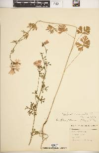 Malva moschata image