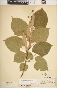 Tilia americana var. americana image