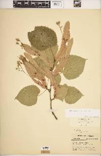 Tilia americana var. americana image