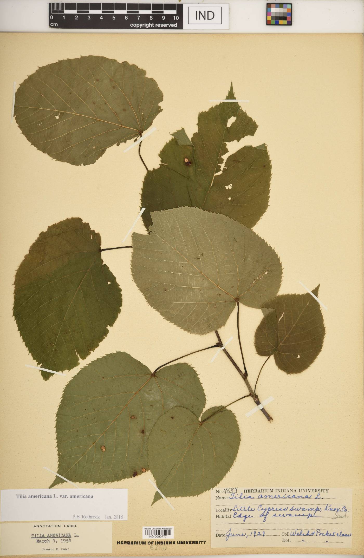 Tilia americana var. americana image