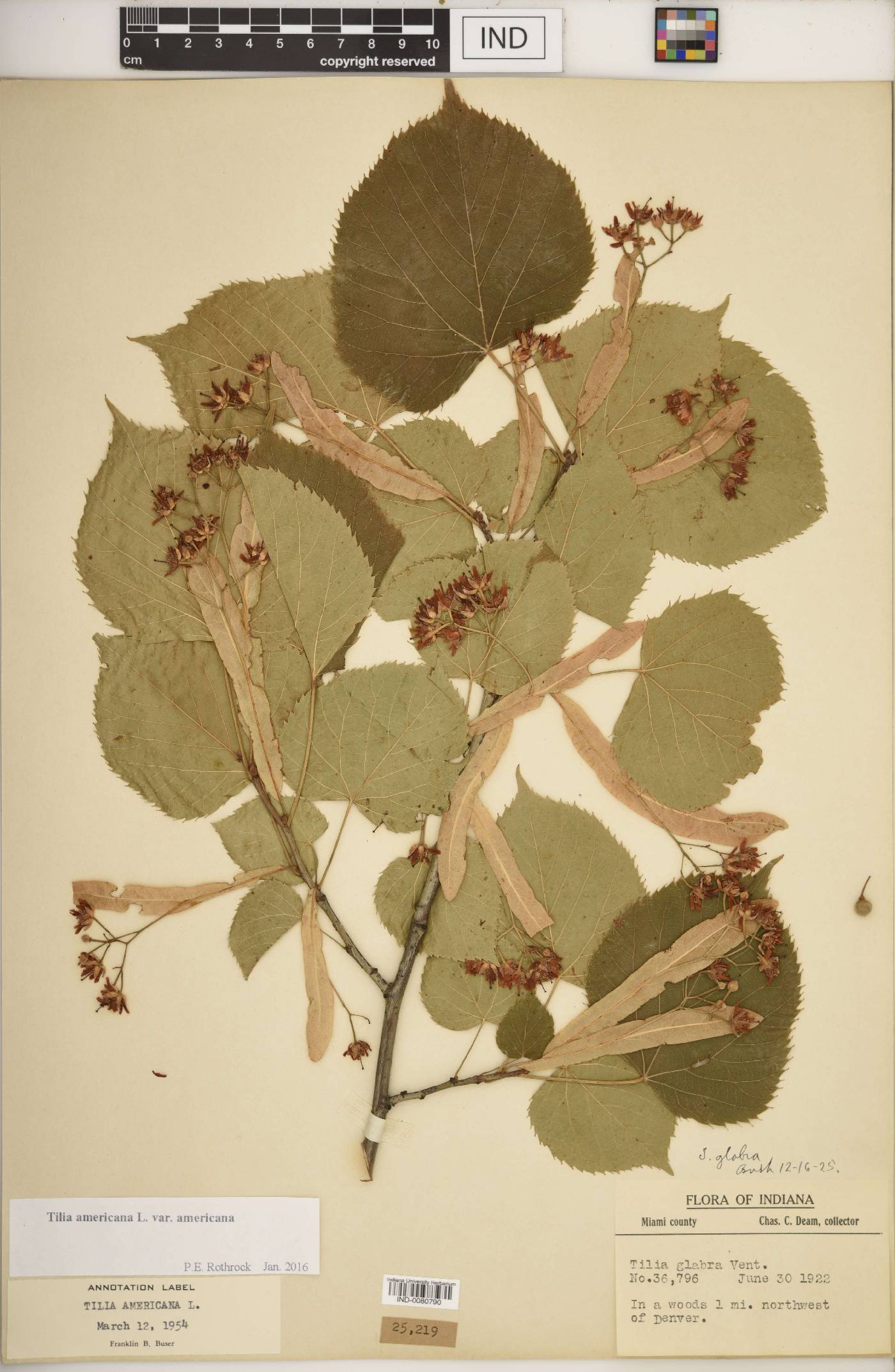 Tilia americana var. americana image