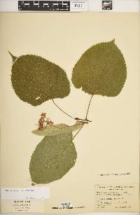 Tilia americana var. americana image