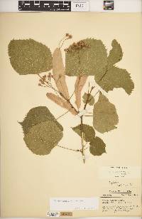 Tilia americana var. americana image