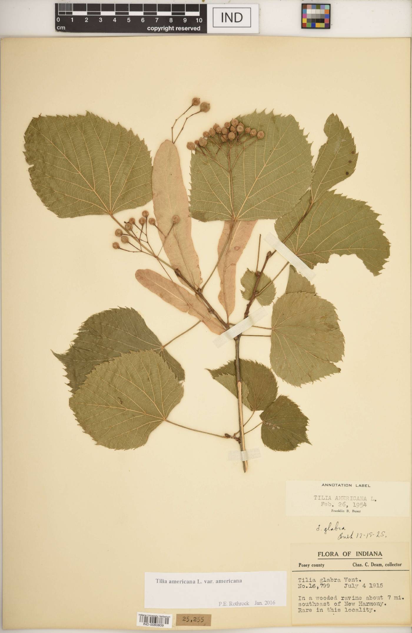 Tilia americana var. americana image