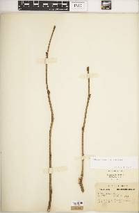 Tilia americana var. americana image