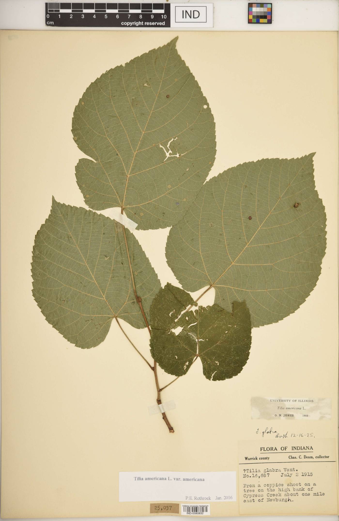 Tilia americana var. americana image