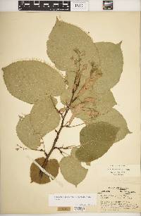 Tilia americana var. heterophylla image