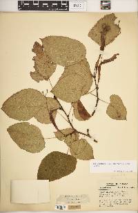 Tilia americana var. heterophylla image