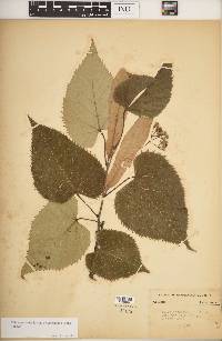 Tilia americana var. heterophylla image