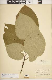 Tilia americana var. heterophylla image